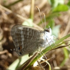 Lampides boeticus (Long-tailed Pea-blue) at National Arboretum Forests - 1 Feb 2018 by Christine