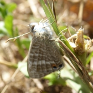 Lampides boeticus at Molonglo Valley, ACT - 1 Feb 2018