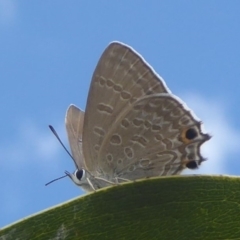 Jalmenus icilius (Amethyst Hairstreak) at National Arboretum Forests - 1 Feb 2018 by Christine