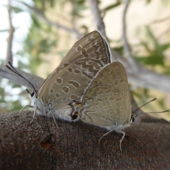 Jalmenus icilius at Molonglo Valley, ACT - 1 Feb 2018