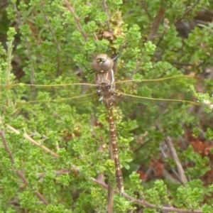 Adversaeschna brevistyla at Acton, ACT - 1 Feb 2018 02:47 PM