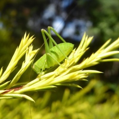 Caedicia simplex (Common Garden Katydid) at Flynn, ACT - 1 Feb 2018 by Christine