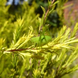 Caedicia simplex at Flynn, ACT - 1 Feb 2018 04:37 PM