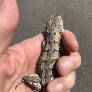 Amphibolurus muricatus at Wright, ACT - 5 Feb 2018 10:55 AM