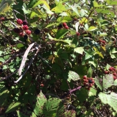 Rubus anglocandicans (Blackberry) at Googong Foreshore - 3 Feb 2018 by alex_watt