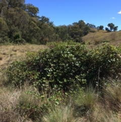 Rubus anglocandicans at Burra, NSW - 4 Feb 2018