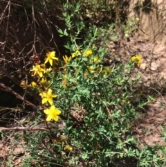 Hypericum perforatum (St John's Wort) at Burra, NSW - 4 Feb 2018 by alexwatt