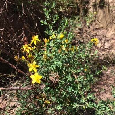 Hypericum perforatum (St John's Wort) at Burra, NSW - 3 Feb 2018 by alex_watt