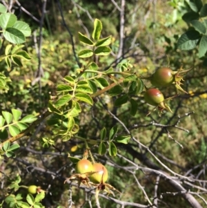 Rosa rubiginosa at Burra, NSW - 4 Feb 2018 10:45 AM