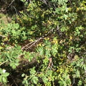 Rosa rubiginosa at Burra, NSW - 4 Feb 2018 10:45 AM