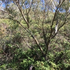 Eucalyptus stellulata (Black Sally) at Burra, NSW - 4 Feb 2018 by alexwatt