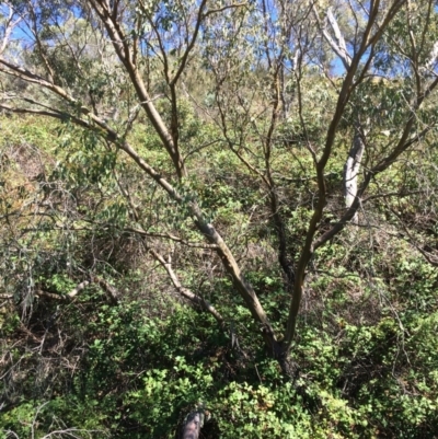 Eucalyptus stellulata (Black Sally) at Googong Foreshore - 3 Feb 2018 by alex_watt
