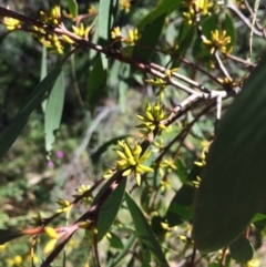 Eucalyptus stellulata at Burra, NSW - 4 Feb 2018