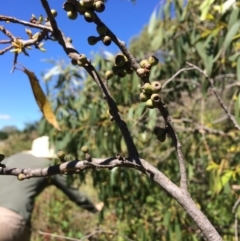 Eucalyptus stellulata at Burra, NSW - 4 Feb 2018 10:45 AM