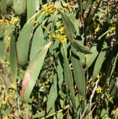 Eucalyptus stellulata at Burra, NSW - 4 Feb 2018 10:45 AM