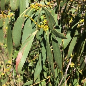 Eucalyptus stellulata at Burra, NSW - 4 Feb 2018