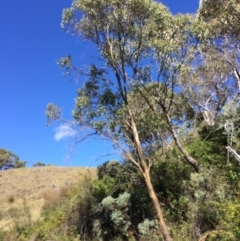 Eucalyptus stellulata at Burra, NSW - 4 Feb 2018 10:45 AM