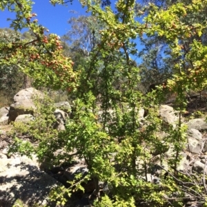 Crataegus monogyna at Burra, NSW - 4 Feb 2018