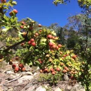 Crataegus monogyna at Burra, NSW - 4 Feb 2018