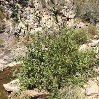 Salix sp. (A Willow) at QPRC LGA - 4 Feb 2018 by alex_watt