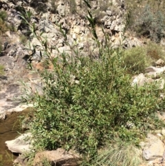 Salix sp. (A Willow) at Googong Foreshore - 4 Feb 2018 by alex_watt