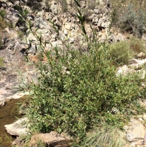 Salix sp. at Burra, NSW - 4 Feb 2018