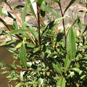 Salix sp. at Burra, NSW - 4 Feb 2018