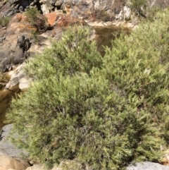 Callistemon sieberi (River Bottlebrush) at Googong Foreshore - 4 Feb 2018 by alex_watt