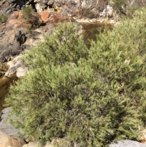 Callistemon sieberi at Burra, NSW - 4 Feb 2018