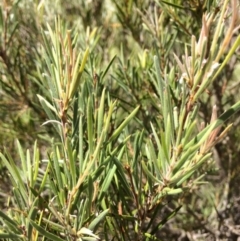 Callistemon sieberi at Burra, NSW - 4 Feb 2018