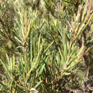 Callistemon sieberi at Burra, NSW - 4 Feb 2018