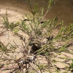 Callistemon sieberi at Burra, NSW - 4 Feb 2018