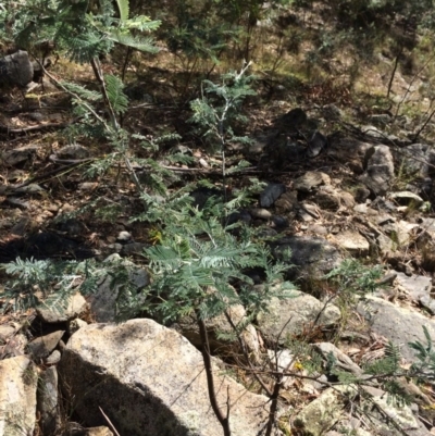 Acacia dealbata (Silver Wattle) at QPRC LGA - 4 Feb 2018 by alex_watt