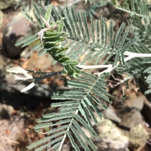 Acacia dealbata at Burra, NSW - 4 Feb 2018 11:55 AM