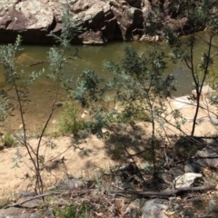 Acacia dealbata at Burra, NSW - 4 Feb 2018 11:55 AM