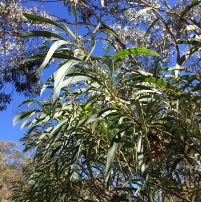 Acacia falciformis (Broad-leaved Hickory) at Burra, NSW - 4 Feb 2018 by alexwatt