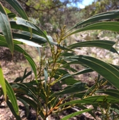 Acacia falciformis at Burra, NSW - 4 Feb 2018