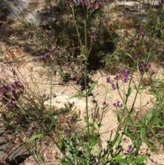 Verbena sp. (Purpletop) at Googong Foreshore - 4 Feb 2018 by alex_watt