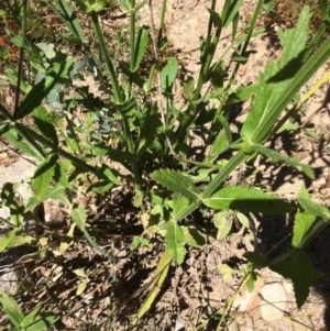 Verbena sp. at Burra, NSW - 4 Feb 2018