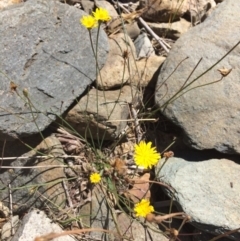 Hypochaeris radicata (Cat's Ear, Flatweed) at Googong Foreshore - 4 Feb 2018 by alex_watt