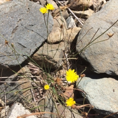 Hypochaeris radicata (Cat's Ear, Flatweed) at Googong Foreshore - 4 Feb 2018 by alex_watt