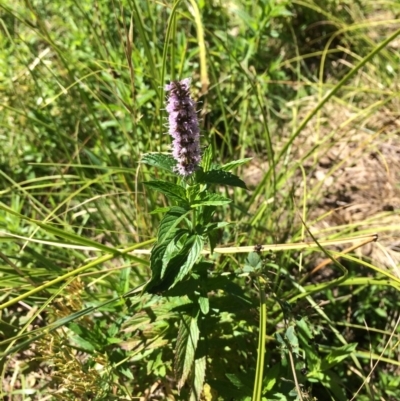 Mentha x piperita (Peppermint) at Googong Foreshore - 3 Feb 2018 by alex_watt