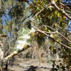 Dichocrocis clytusalis (Kurrajong Leaf-tier, Kurrajong Bag Moth) at Mount Mugga Mugga - 4 Feb 2018 by Mike