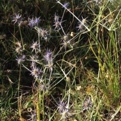 Eryngium ovinum (Blue Devil) at Belconnen, ACT - 15 Jan 2017 by KMcCue