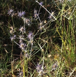 Eryngium ovinum at Belconnen, ACT - 15 Jan 2017