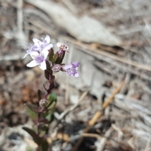 Mentha diemenica at O'Malley, ACT - 3 Feb 2018