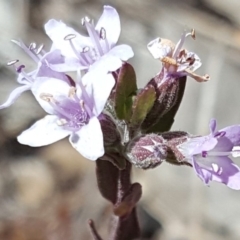 Mentha diemenica at O'Malley, ACT - 3 Feb 2018