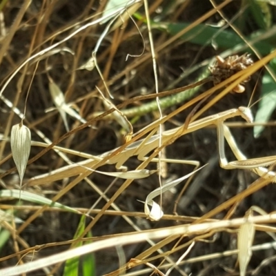 Tenodera australasiae (Purple-winged mantid) at Isaacs Ridge and Nearby - 31 Jan 2018 by Mike