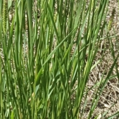 Setaria parviflora (Slender Pigeon Grass) at Stromlo, ACT - 30 Jan 2018 by Mike