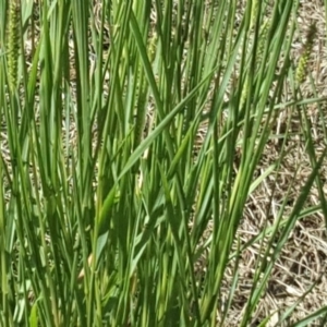 Setaria parviflora at Stromlo, ACT - 30 Jan 2018 10:49 AM